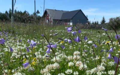 Líffræðilegur fjölbreytileiki “Viljandi villt” – Samantekt úr málþingi
