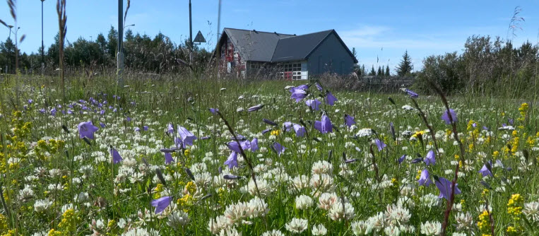 Líffræðilegur fjölbreytileiki “Viljandi villt” – Samantekt úr málþingi